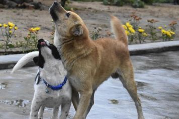 Paraguaçu vacina cães e gatos contra raiva no próximo dia 31