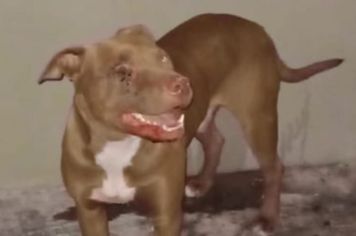 Cachorro resgatado na Barra funda ainda não encontrou o dono. 