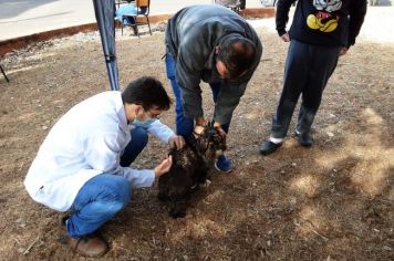 Cerca de 450 animais são vacinados contra a raiva