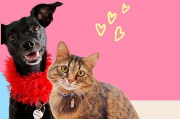 Sábado tem Feira de Adoção em Paraguaçu Paulista