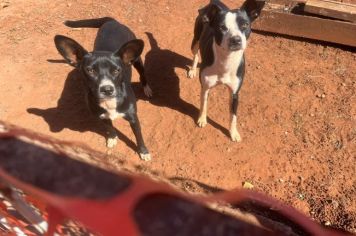 Cachorrinhas que estavam perdidas são devolvidas ao dono