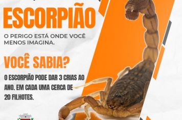 Vigilância em Saúde alerta sobre cuidados com casas e quintais para evitar aparecimento de escorpiões