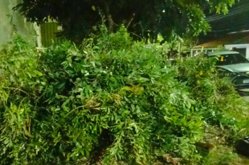 Falta de consciência: galhos são jogados em frente ao Ginásio “Zé do Pito”
