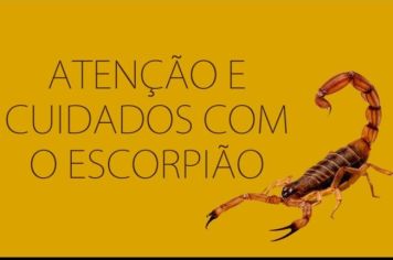 Saúde faz alerta de aumento de escorpiões e pragas urbanas 