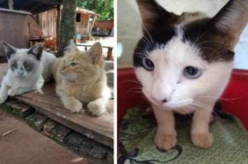 Três gatos estão para adoção responsável