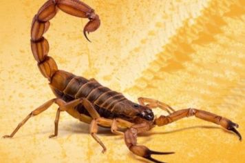 Vigilância em Saúde alerta sobre incidência e acidentes com escorpiões em Paraguaçu Paulista