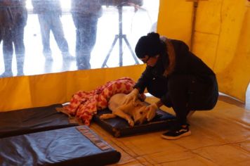 Mais de 100 animais são atendidos durante Programa de Castração Móvel em Paraguaçu Paulista