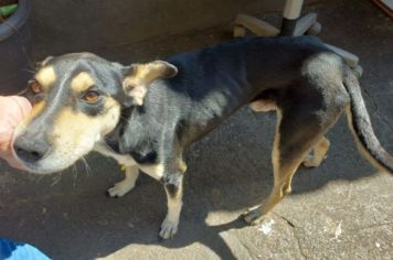 Cachorrinho perdido a procura do dono