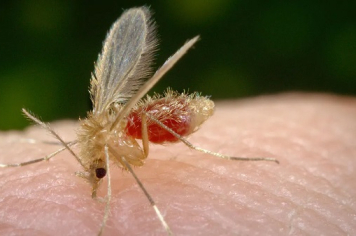 Vigilância em Saúde promove ações durante a Semana Estadual de Prevenção e Controle da Leishmaniose