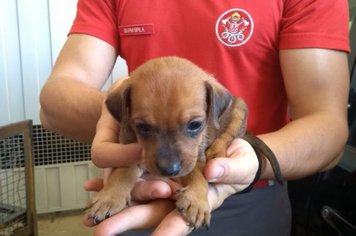 Mais dois filhotes de cachorro abandonados estão para adoção responsável