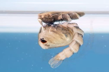 DENGUE: Saúde de Paraguaçu traça estratégia para conter transmissão que se inicia 