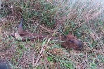 Capivara é encontrada morta no Centro de Educação Ambiental de Paraguaçu Paulista