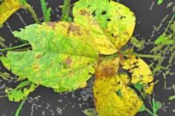 Vazio Sanitário que vai até setembro preocupa região de Paraguaçu