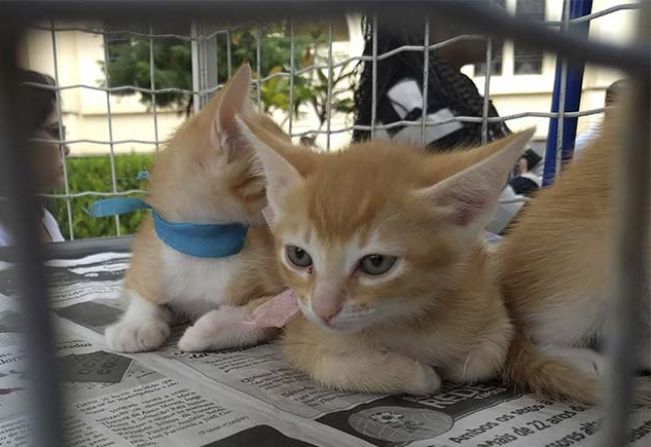 Programa Rede de Proteção Animal intensifica atividades em Paraguaçu