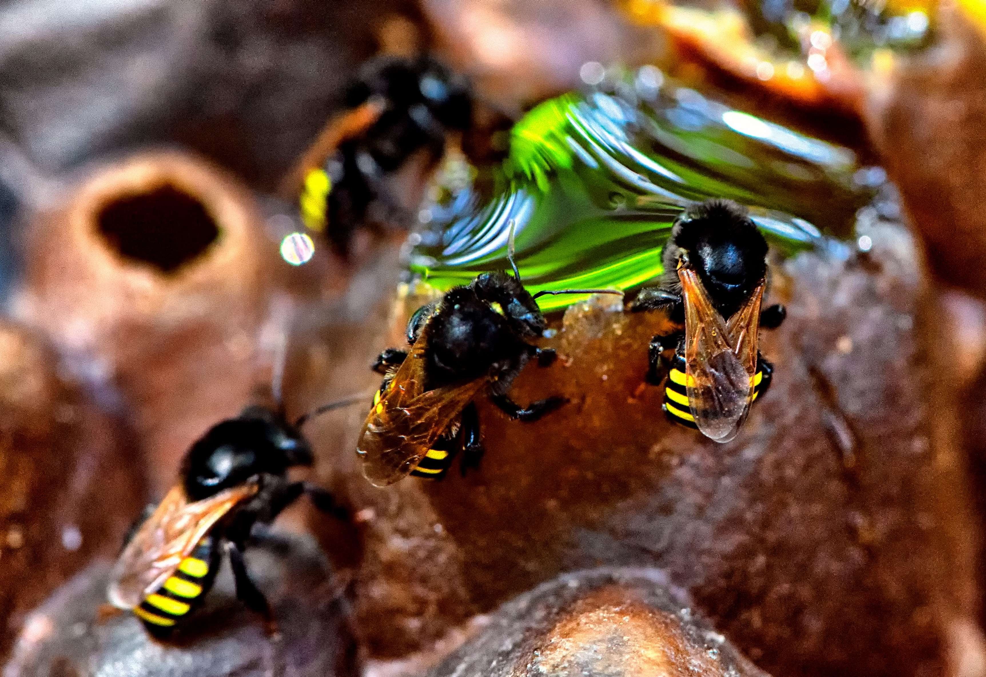 Abelha Brasileira Mandaçaia Pode Ser a Nova Arma Contra a Dengue, Revela Estudo Inovador