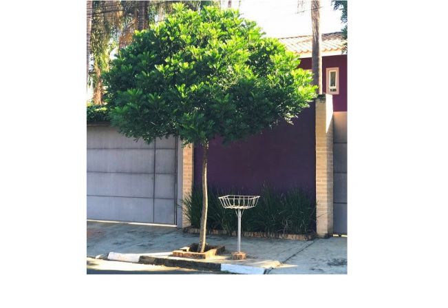 Prefeitura de Paraguaçu fornece mudas para arborização urbana e para áreas verdes