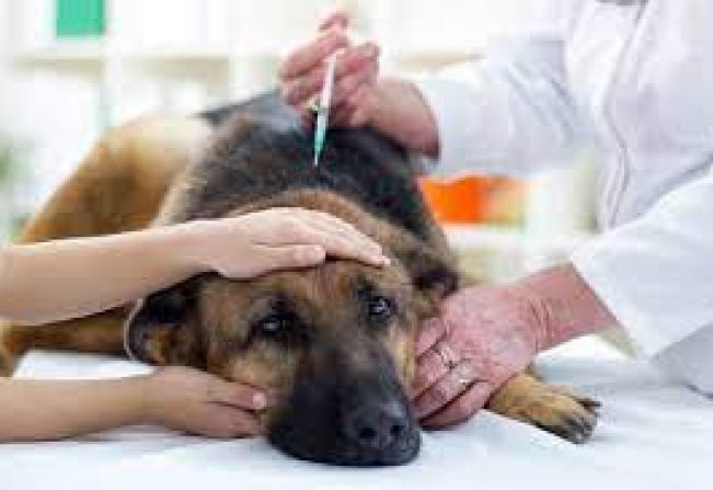 População deve se atentar à prevenção contra leishmaniose 