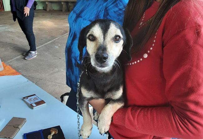 Nova rotina antirrábica começa com 200 animais vacinados 