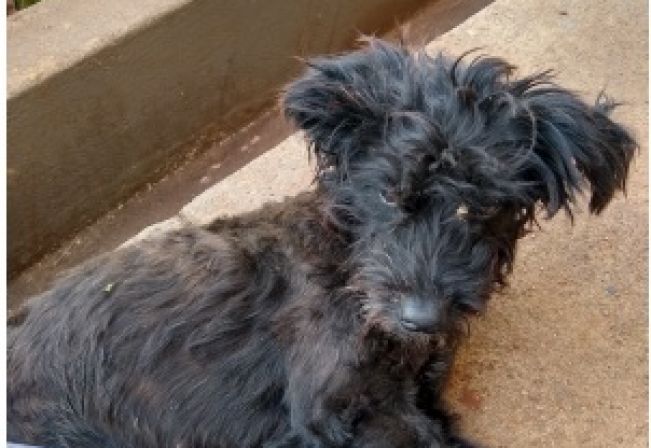 Cadelinha está à procura do seu dono