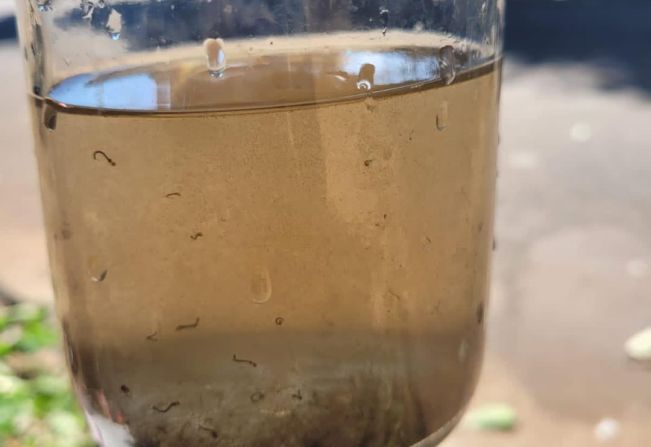 Casos de dengue continuam crescendo em Paraguaçu