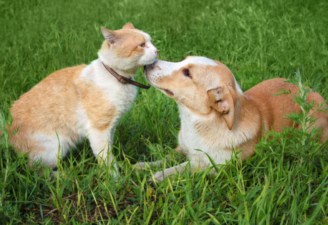 Amanhã tem mais uma etapa contra raiva no Vila Nova