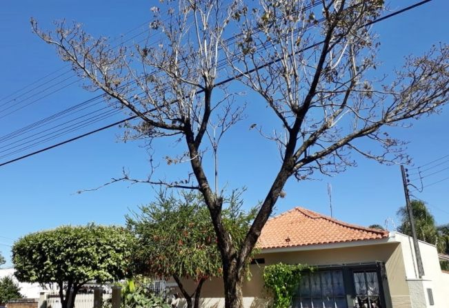 Plantio não autorizado de árvores em áreas públicas é proibido