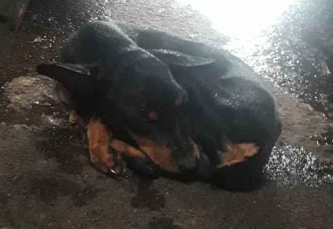 Cachorrinho perdido está a espera de seu dono