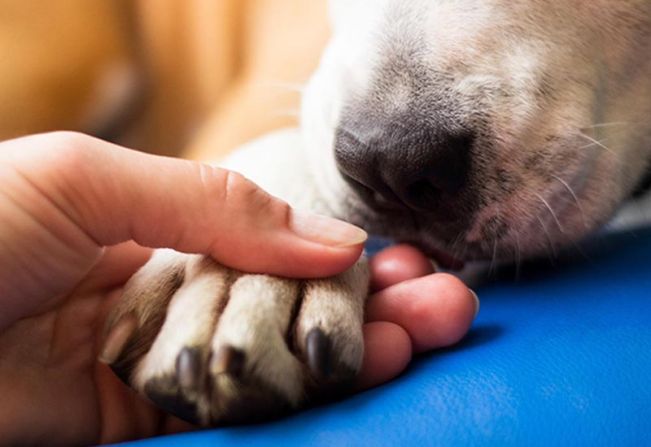 Programa de Castração Móvel deverá castrar 140 animais sexta-feira, dia 31, em Paraguaçu Paulista