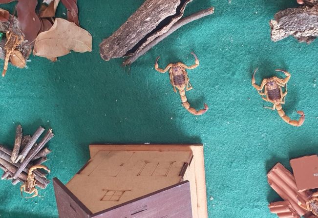 Departamento de Saúde alerta para o aumento de aparecimento de escorpiões em Paraguaçu