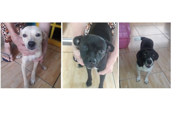 Três cachorrinhas castradas estão para adoção responsável