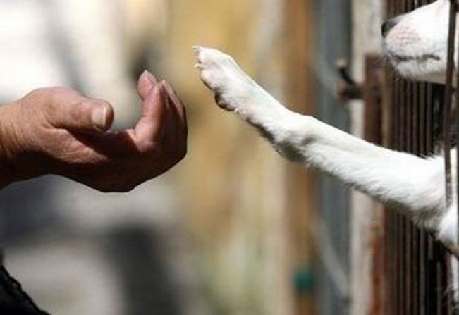 Abril Laranja é dedicado ao animal de rua