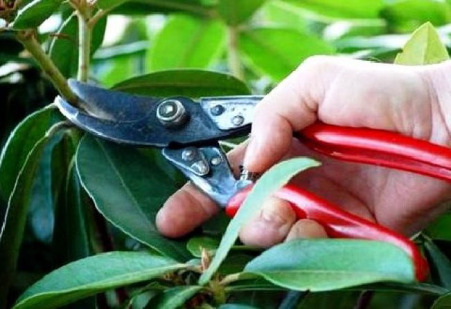 Assistência Social oferece curso de poda de árvores