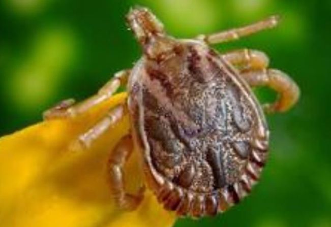 Prefeitura Municipal alerta a população sobre a febre maculosa