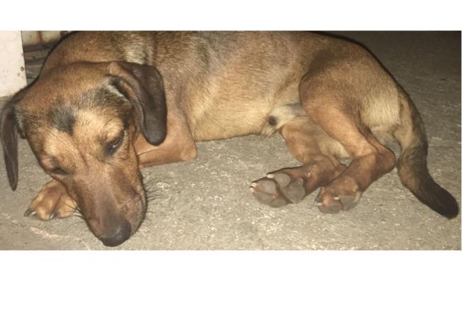 Cachorro é atropelado, recebe cuidados e aguarda o dono