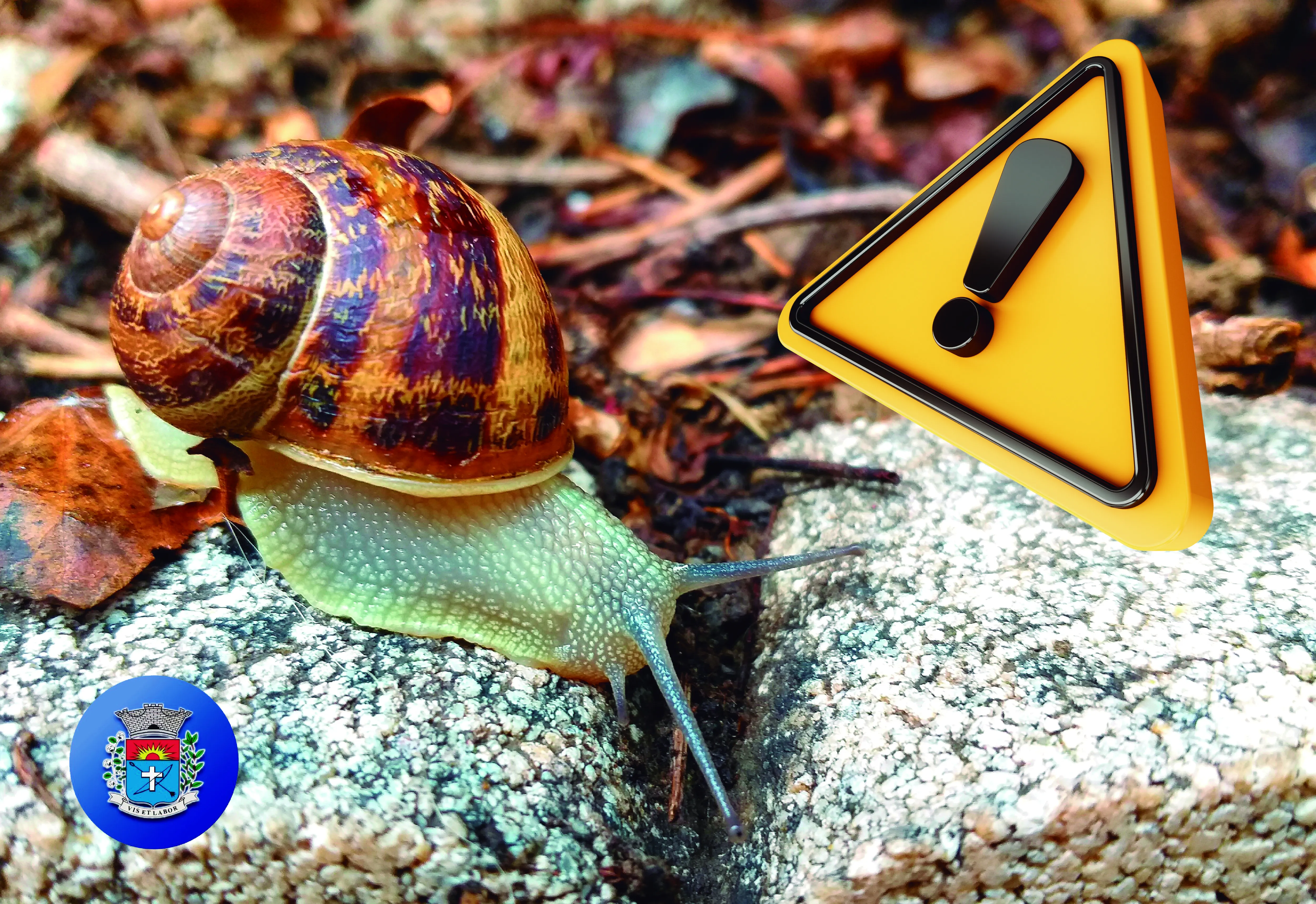 Período chuvoso favorece o aparecimento do caramujo africano, que pode oferecer riscos à saúde