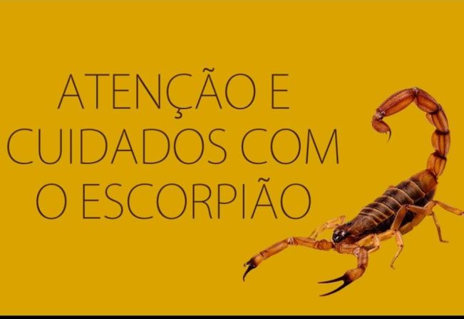 Saúde faz alerta de aumento de escorpiões e pragas urbanas 