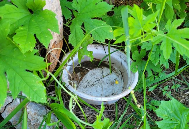 Saúde mantém ações contra o mosquito transmissor da Dengue.