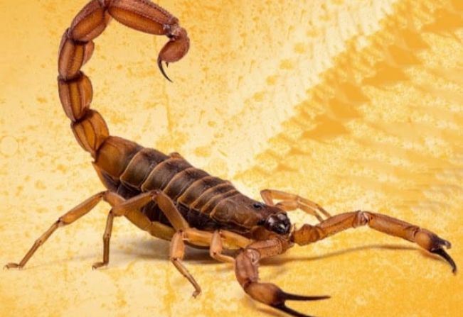 Vigilância em Saúde alerta sobre incidência e acidentes com escorpiões em Paraguaçu Paulista
