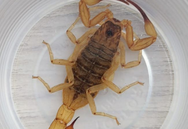 Escorpião: altas temperaturas e período de chuvas favorecem seu aparecimento