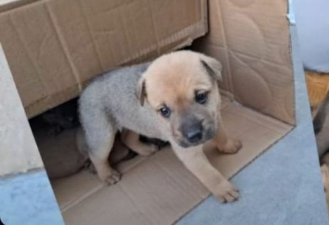 Filhotinhos estão disponíveis para adoção