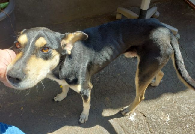 Cachorrinho perdido a procura do dono