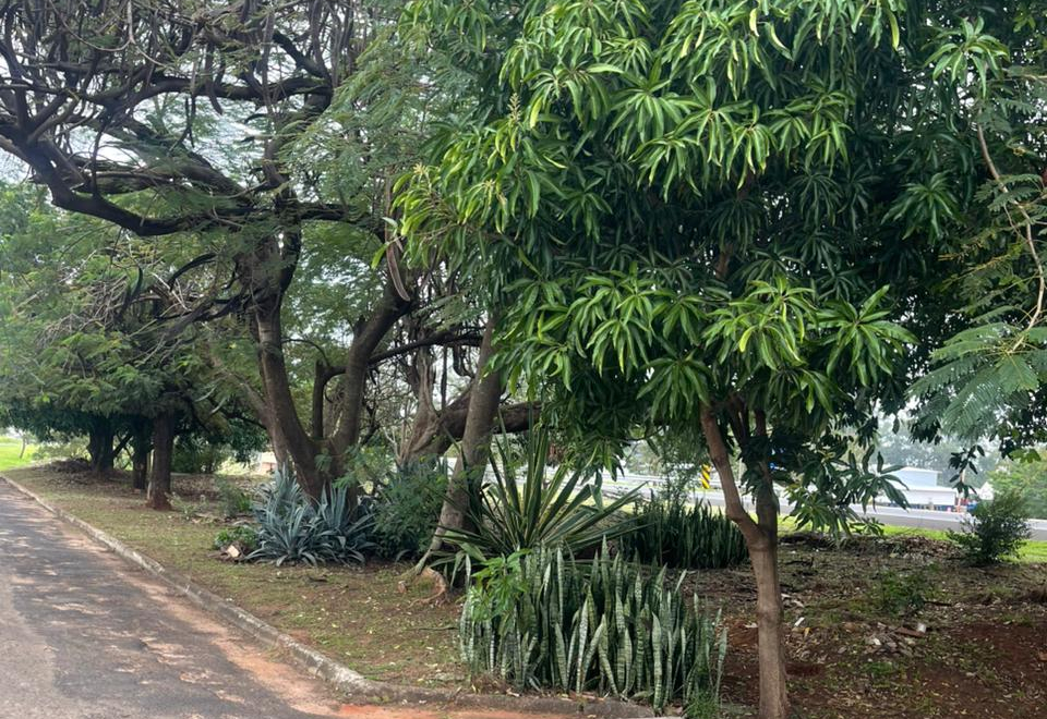 Prefeitura realiza limpeza e poda na Avenida Marechal Castelo Branco, no Jardim América