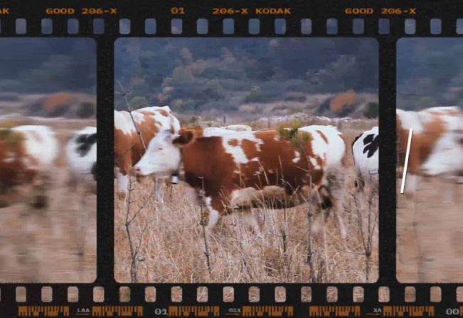 Semana Animal – Prefeitura realiza recolhimento de animais de grande porte soltos pelas vias públicas