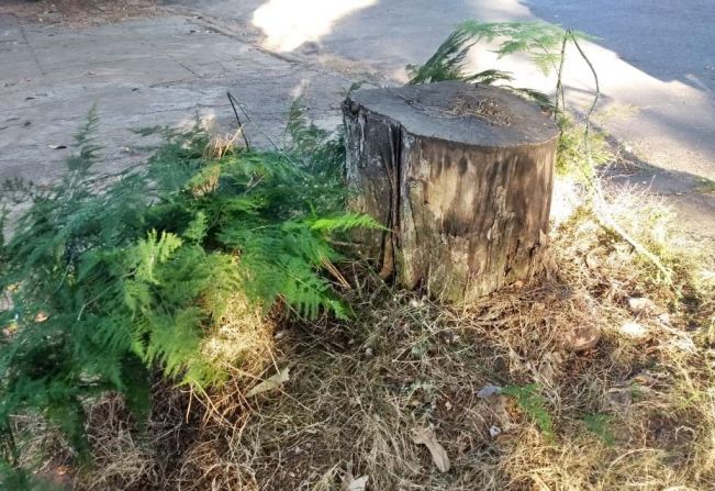 Plantio de árvore após o corte é obrigatório