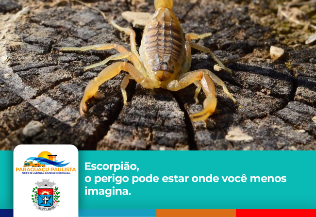 Escorpião, o perigo pode estar onde você menos imagina.