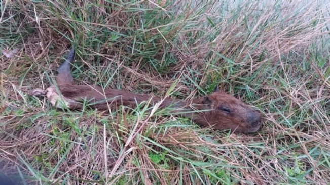 Capivara é encontrada morta no Centro de Educação Ambiental de Paraguaçu Paulista