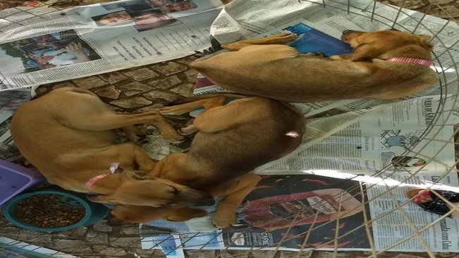 Paraguaçu Paulista terá Projeto Rede de Proteção dos Animais