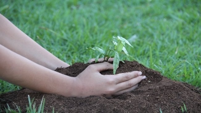 Semana Mundial do Meio Ambiente será marcada com lançamento de Pomar Urbano e palestra, em Paraguaçu