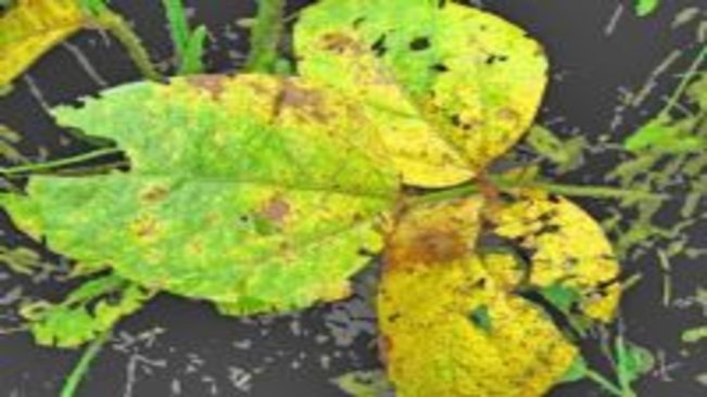 Vazio Sanitário que vai até setembro preocupa região de Paraguaçu